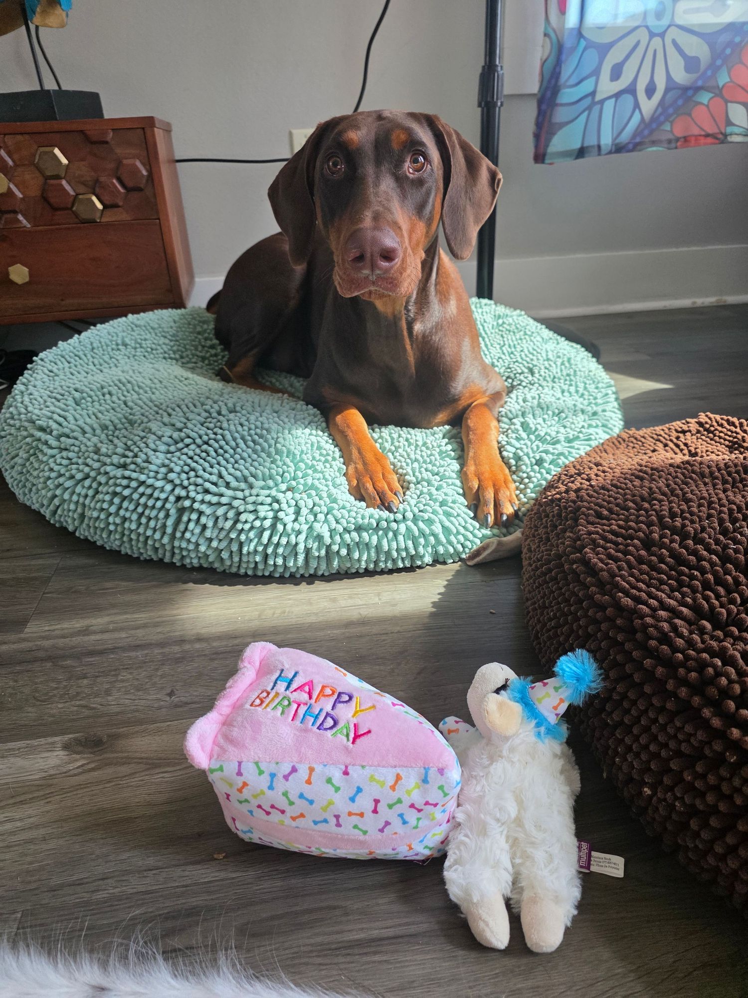 Red Doberman lying on a mint green fluffy dog bed beside a pink Happy Birthday cake slice plush toy and a white lamb toy in a party hat.