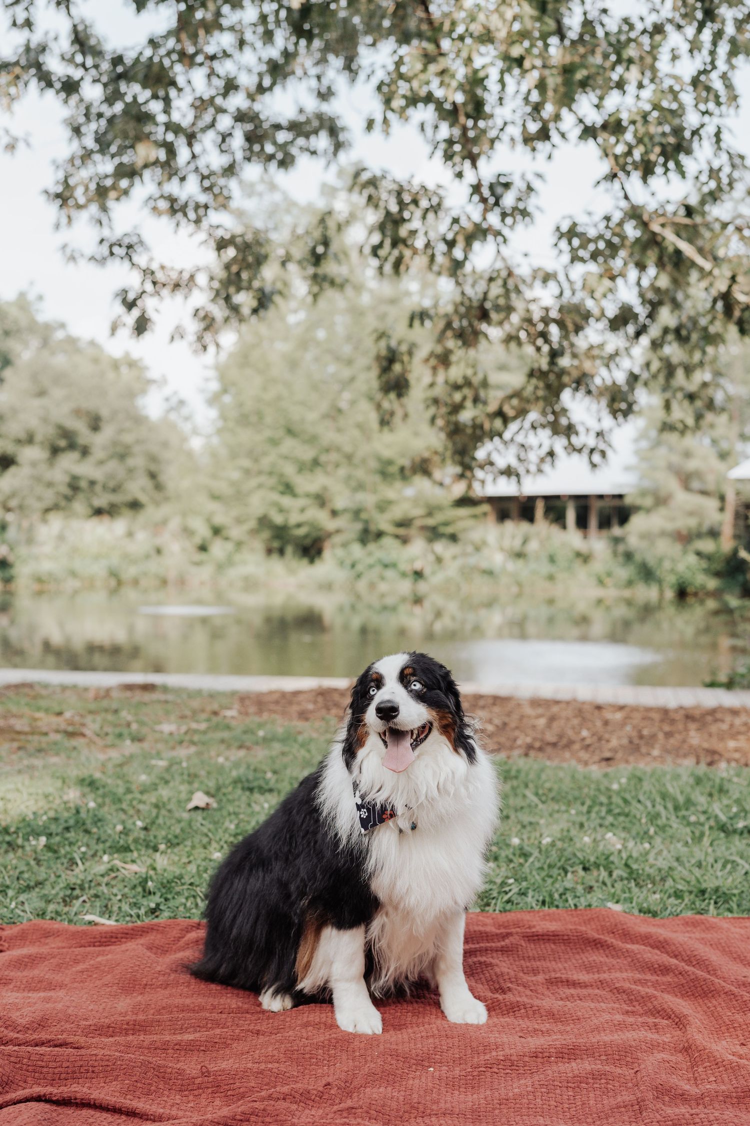 Australian Shepherd dog sitting on red blanket in park near pond, tongue out, trees in background.