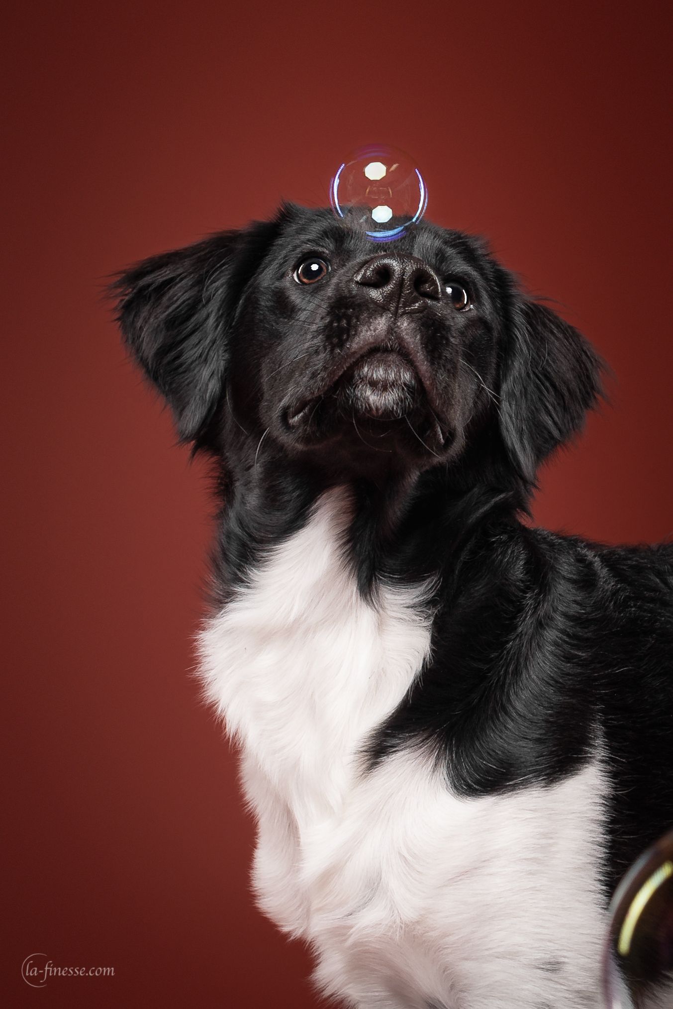 Hond in studio bellenblazen