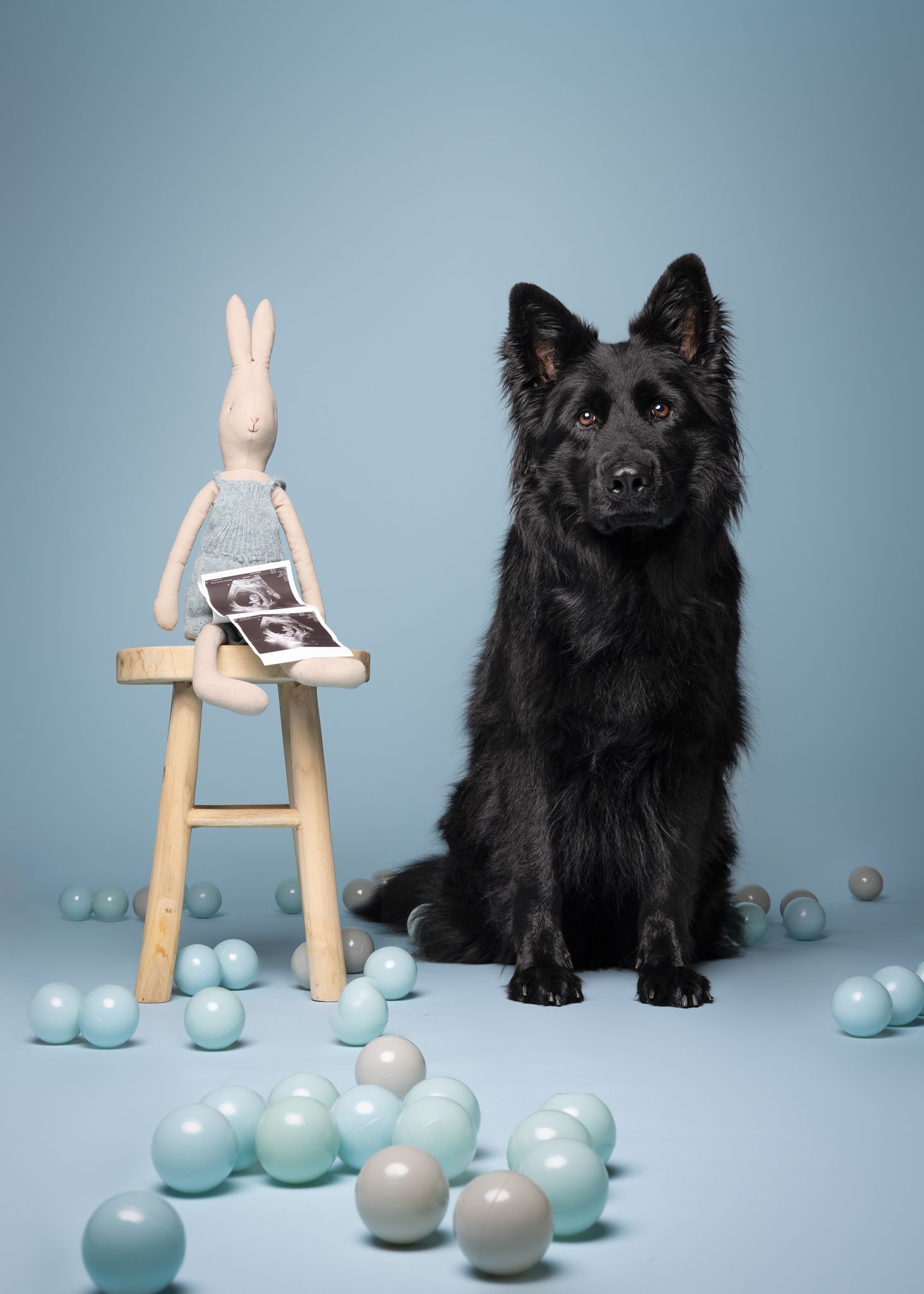honden in studio
