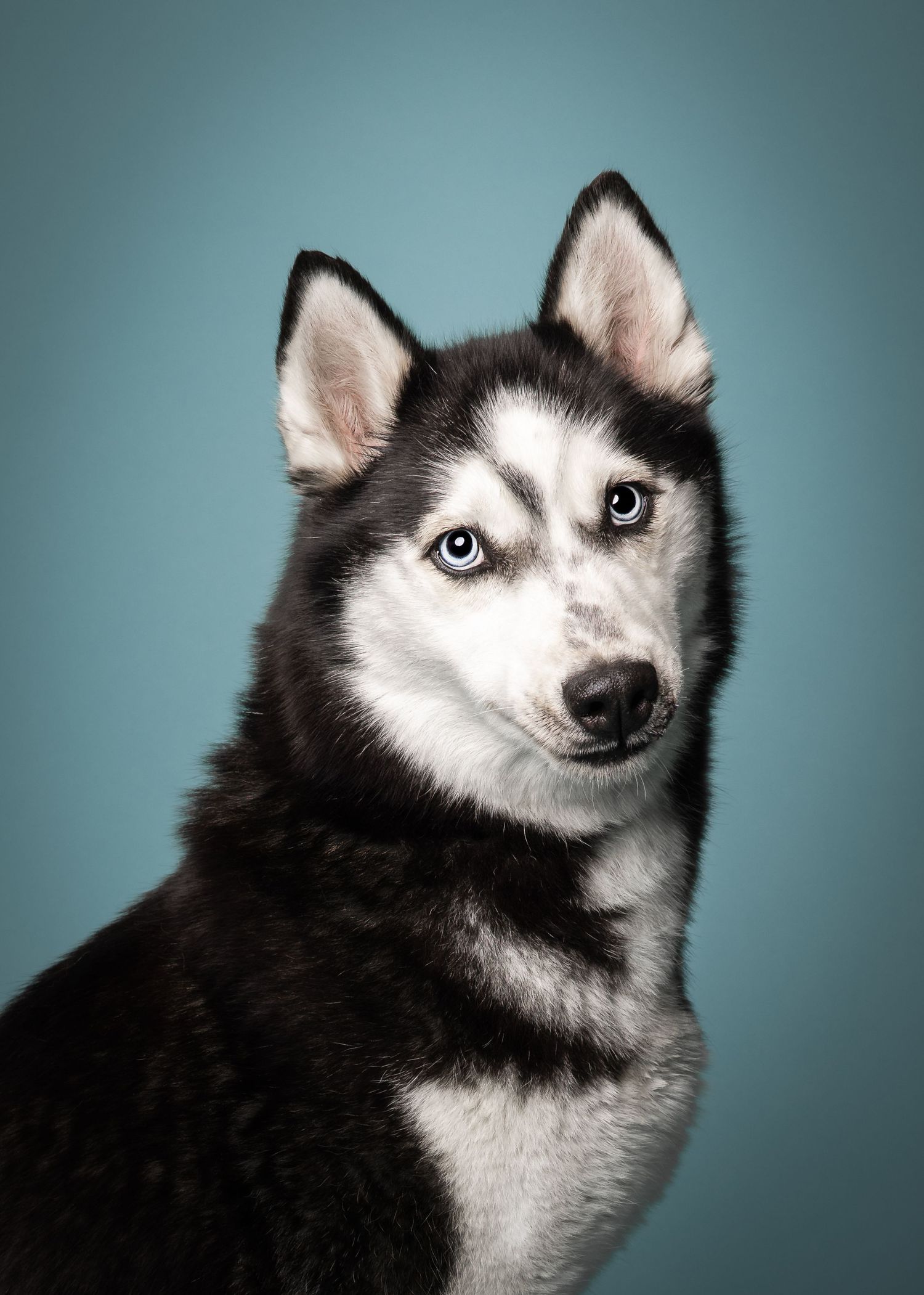 honden in dierenasiel fotograferen