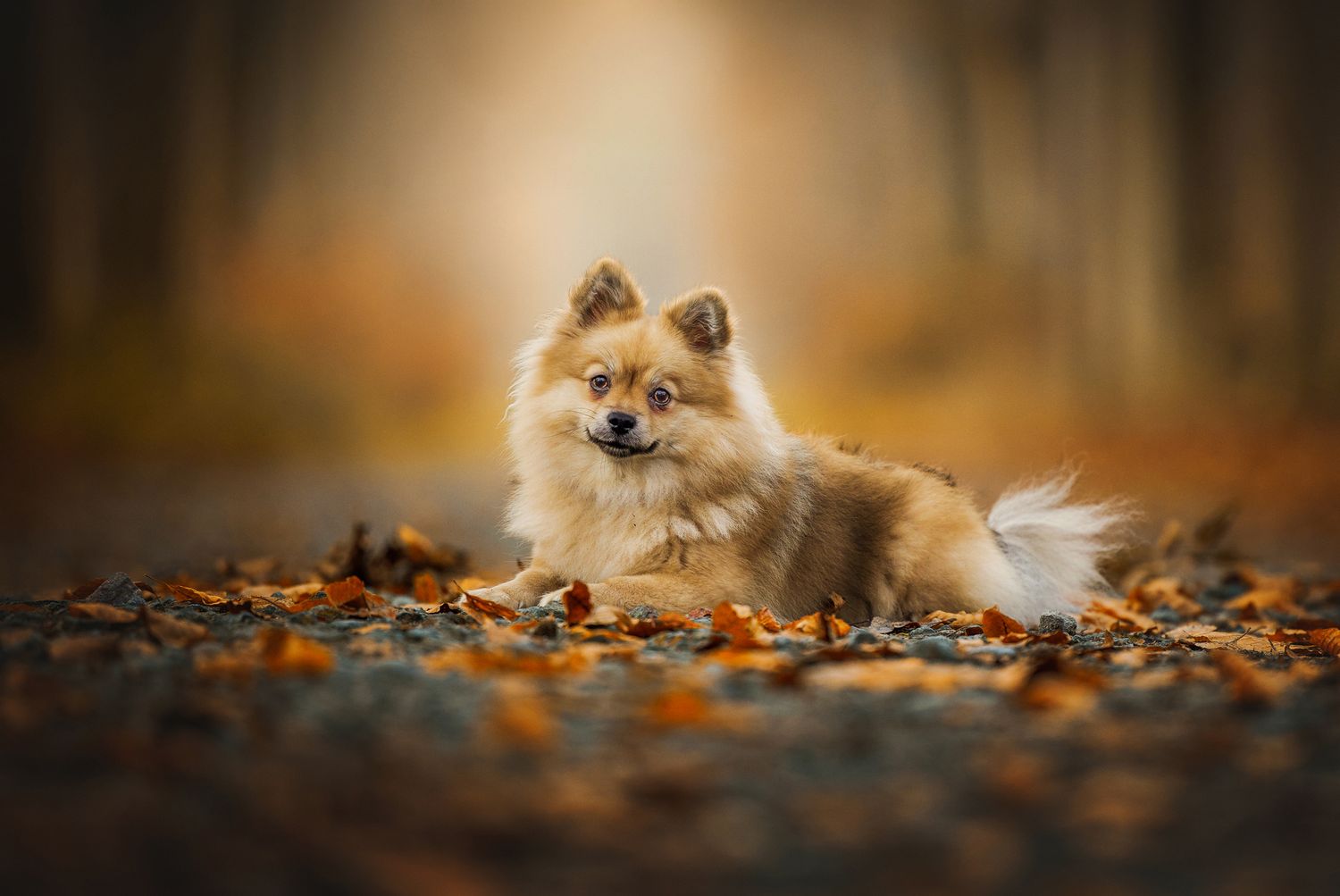 keeshond foto