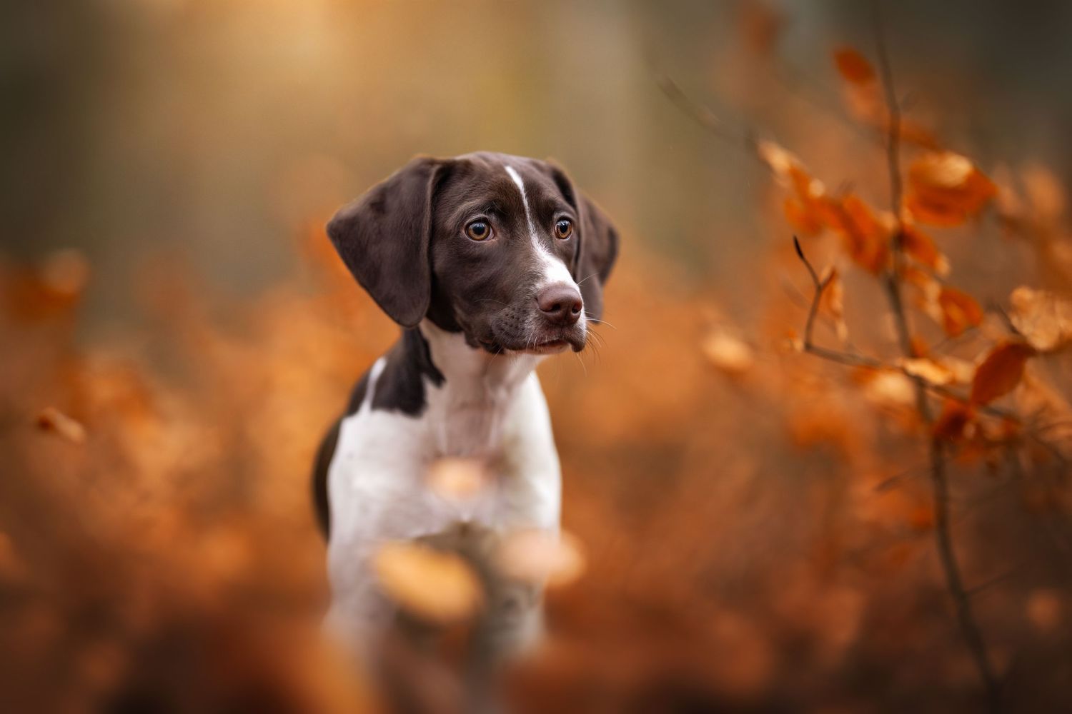 puppy foto