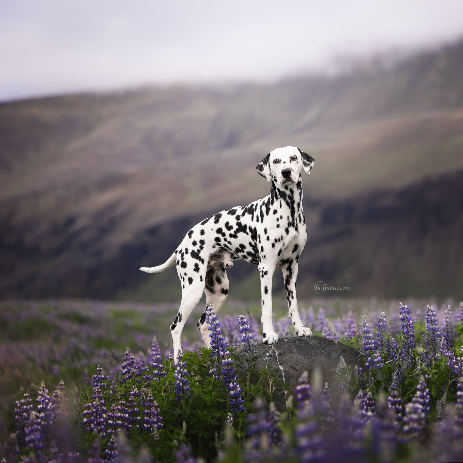 dalmatier
