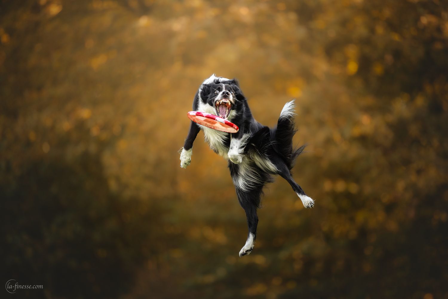 frisbeefotografie