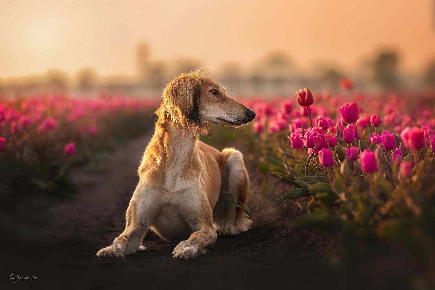 saluki portret