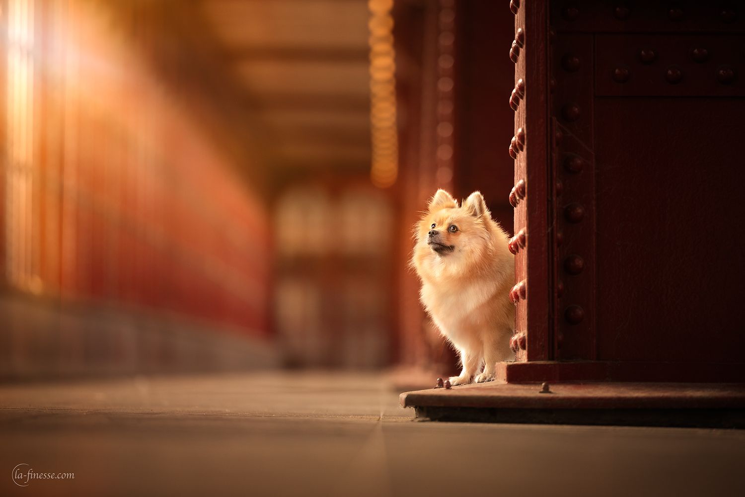 keeshond in Antwerpen centraal