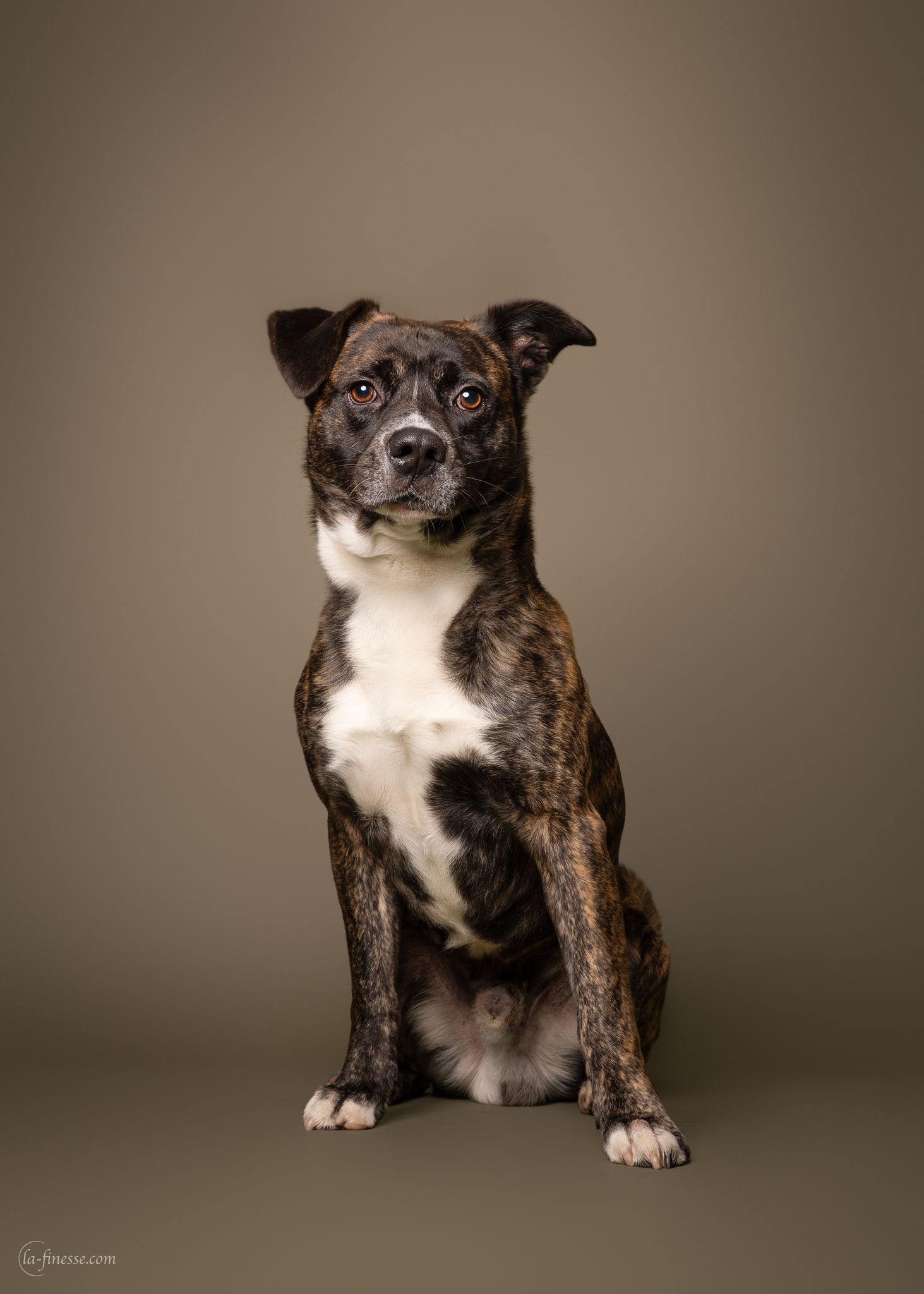 dierenasiel