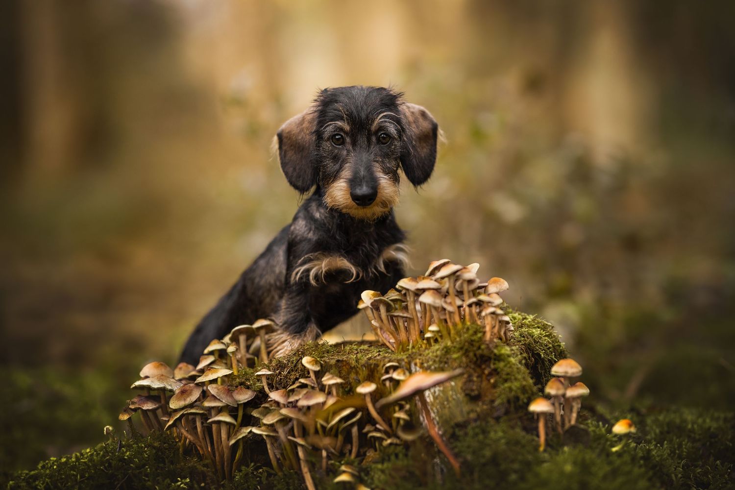 puppy foto