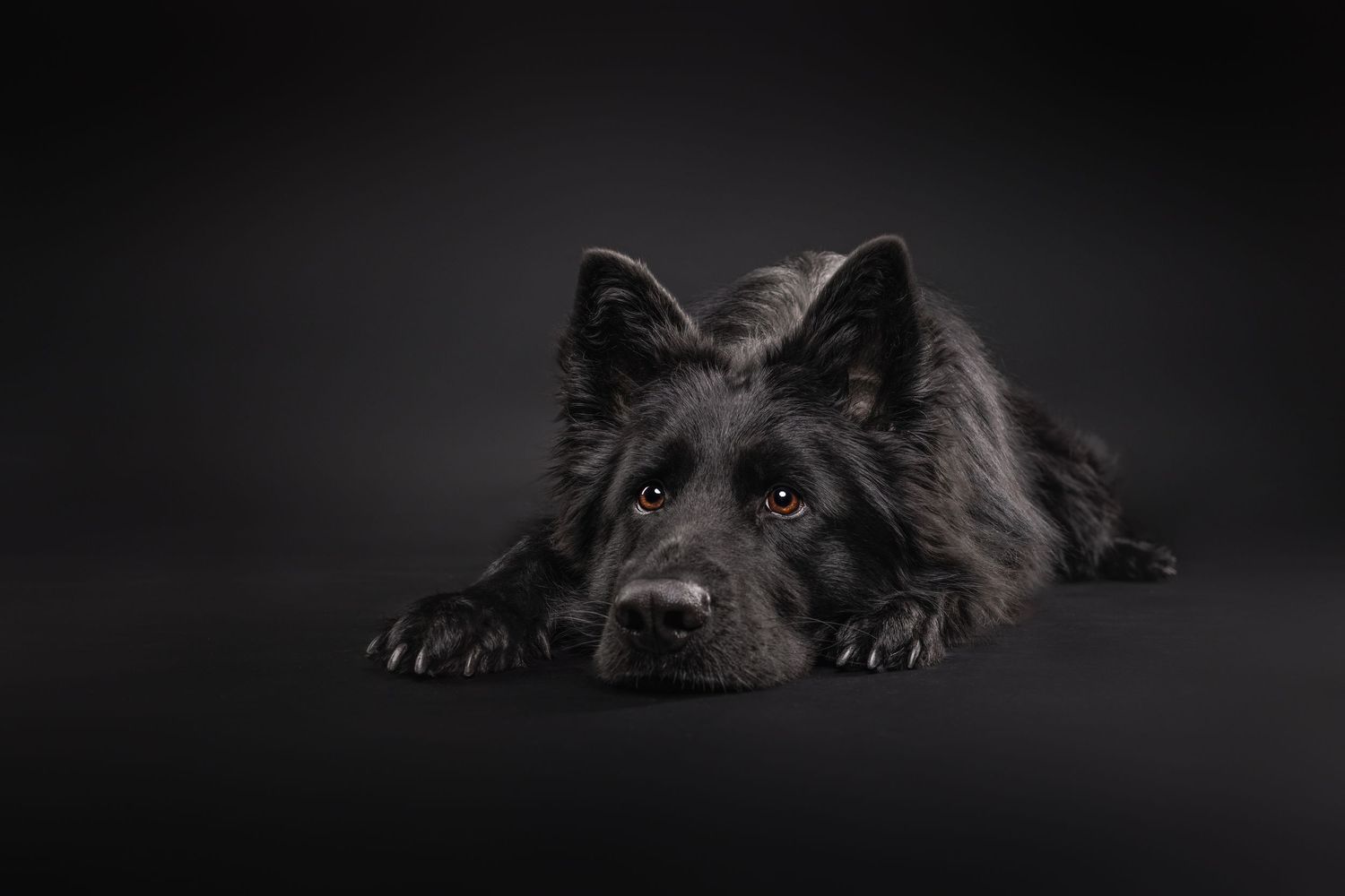 studio foto head down