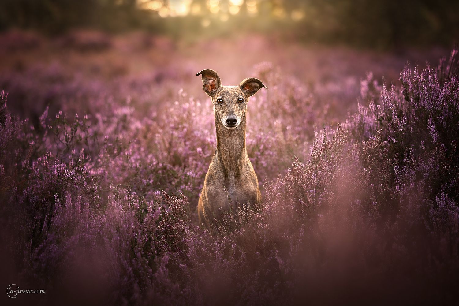 whippet
