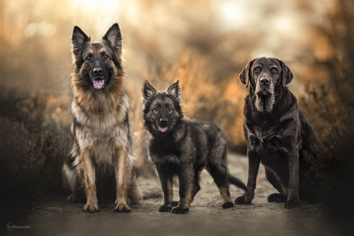 3 honden foto