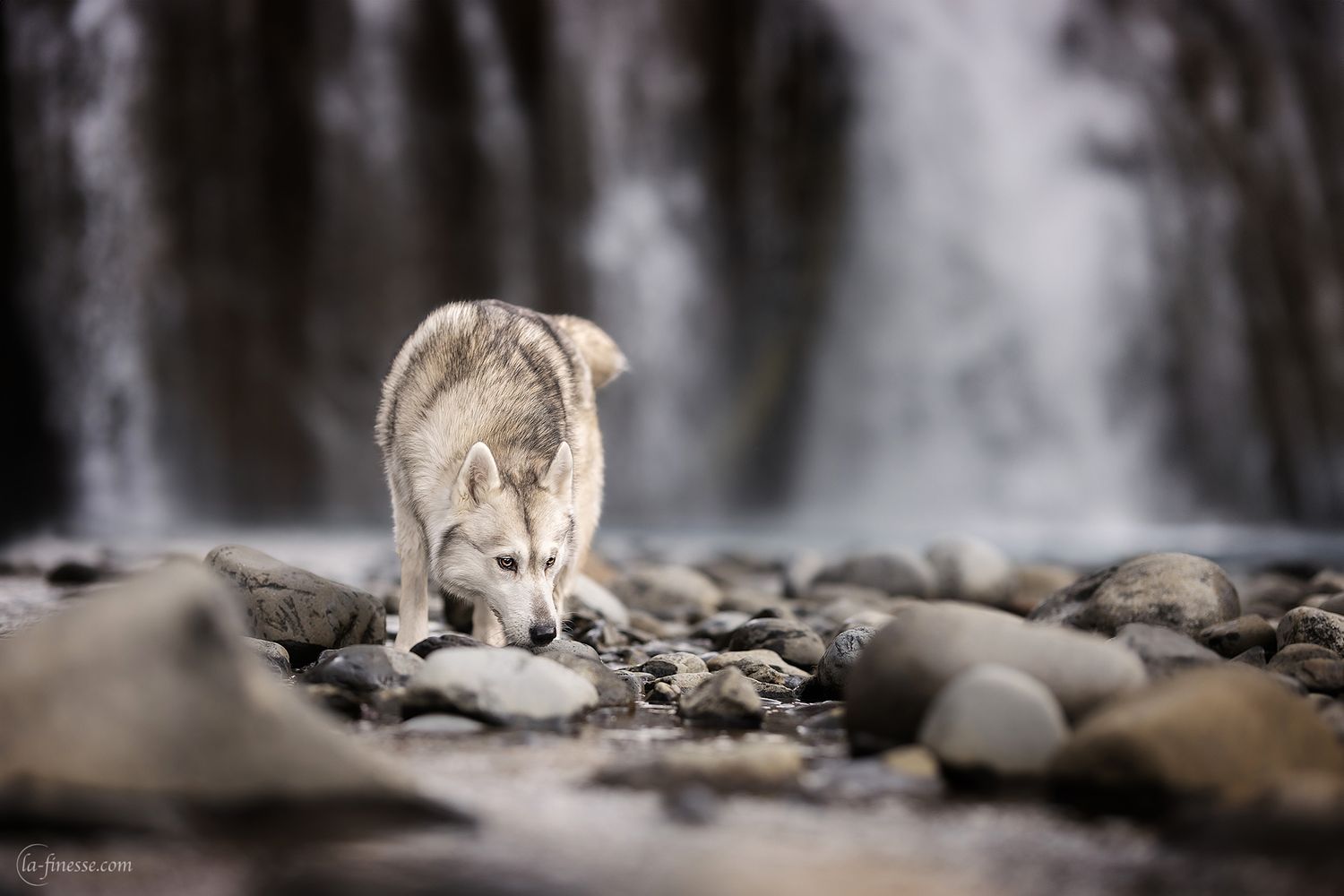 husky