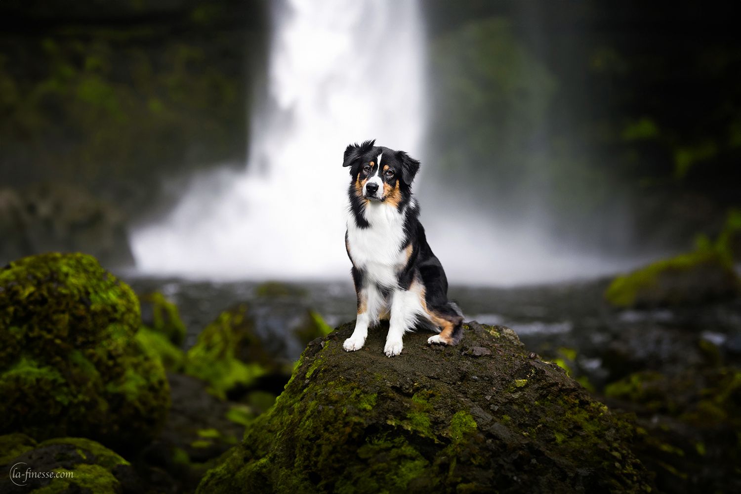 hond bij waterval