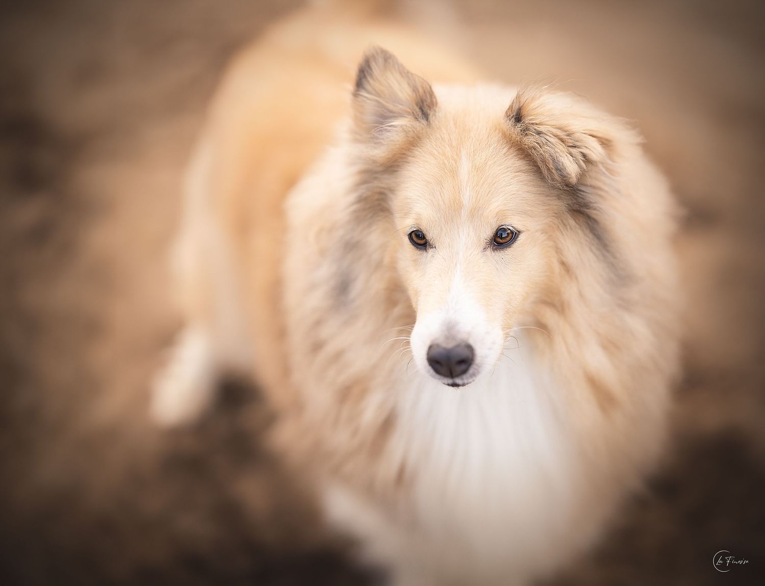 sheltie portret