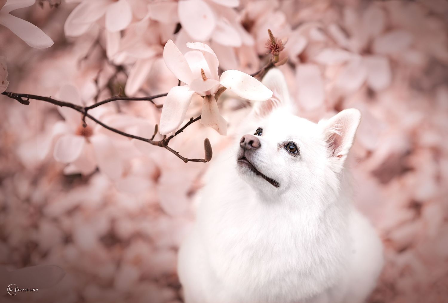 hond in de lente fotograferen