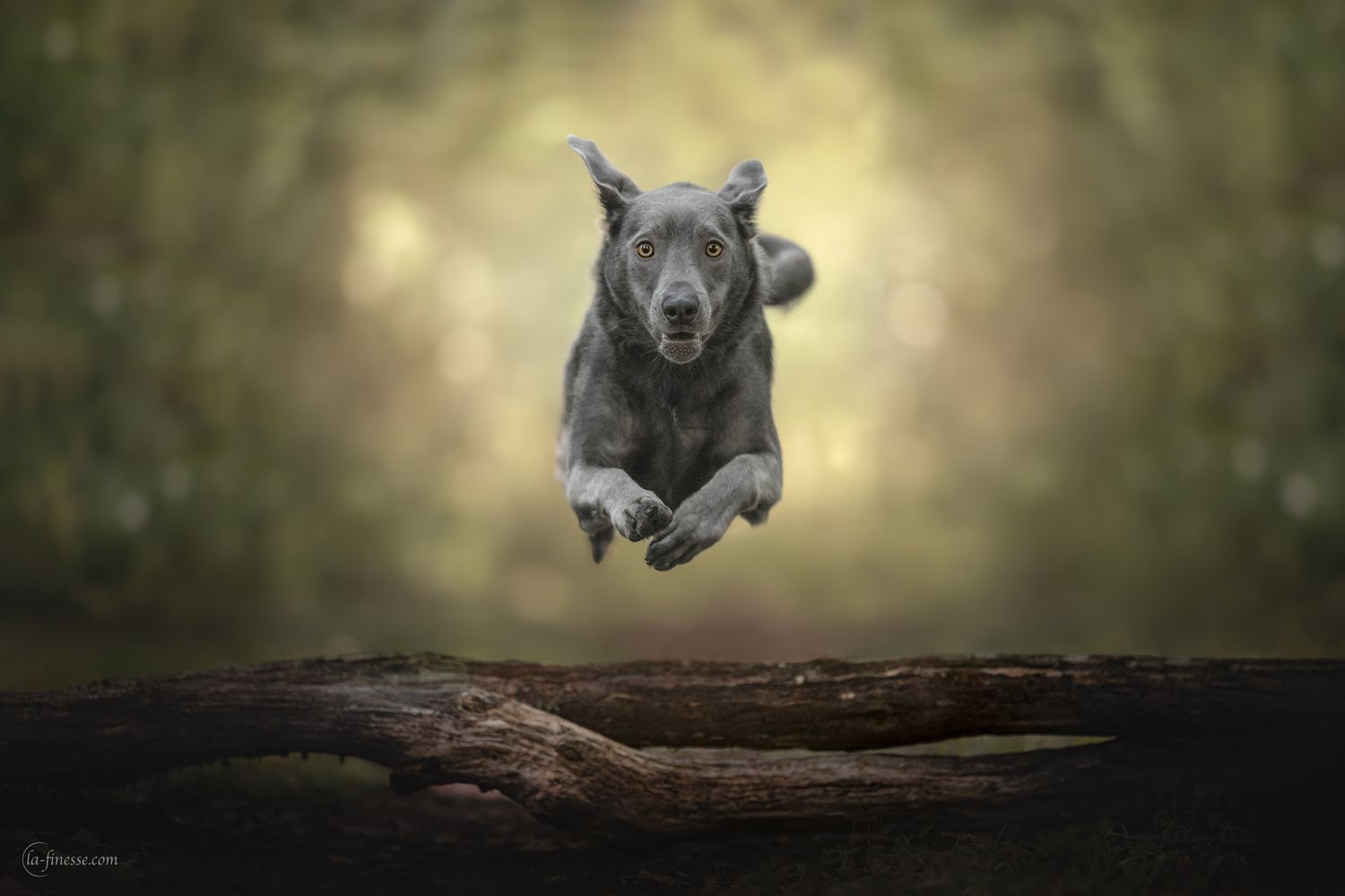 hond in actie fotografie