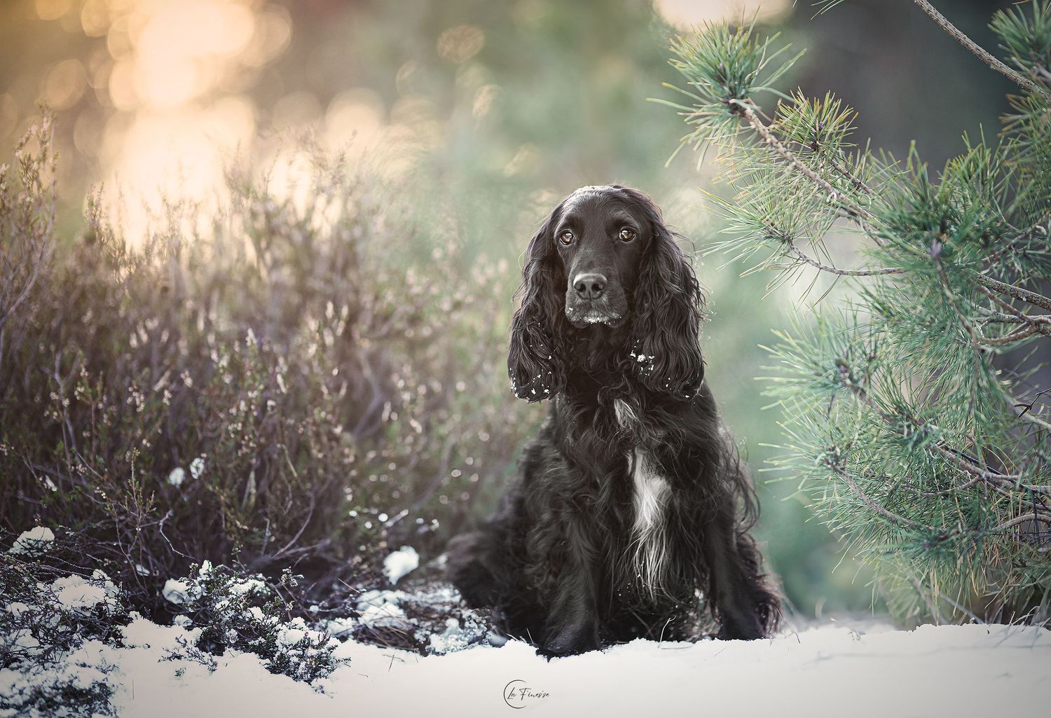 cocker in de sneeuw