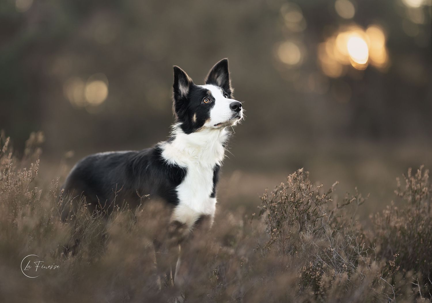 border collie portret