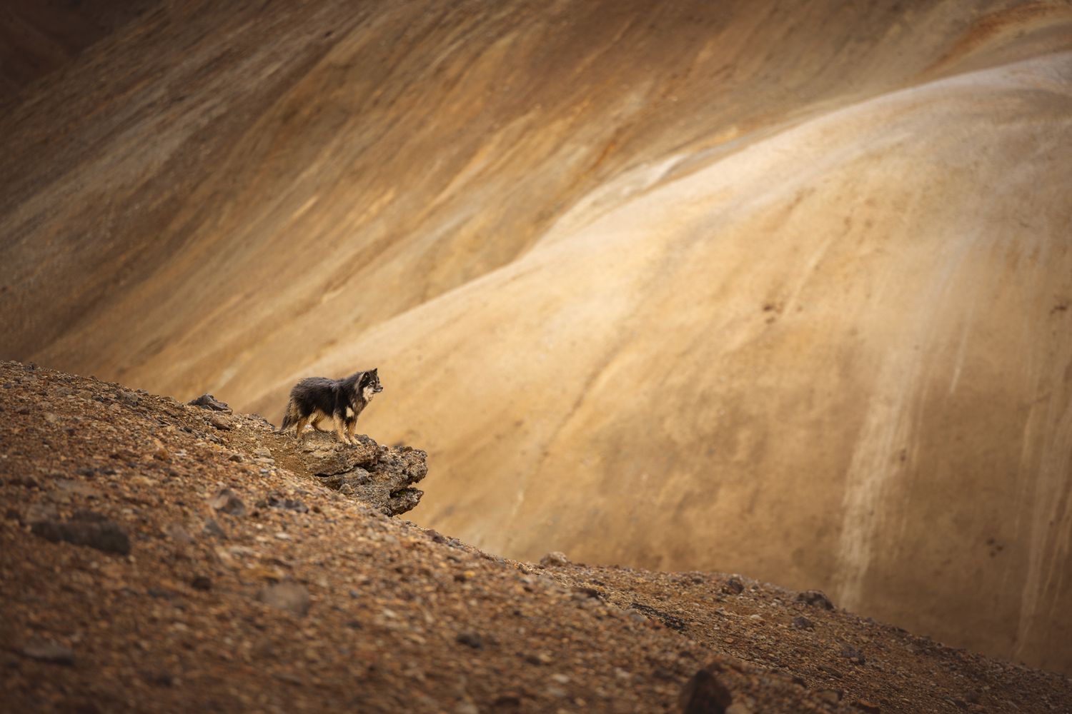 finse lappenhond foto