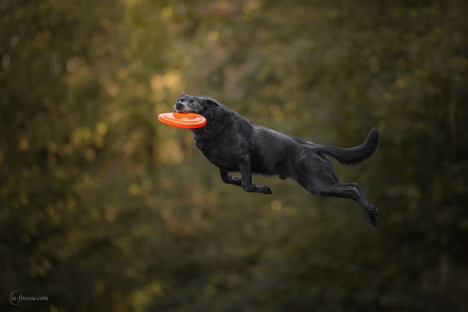 frisbeefotografie