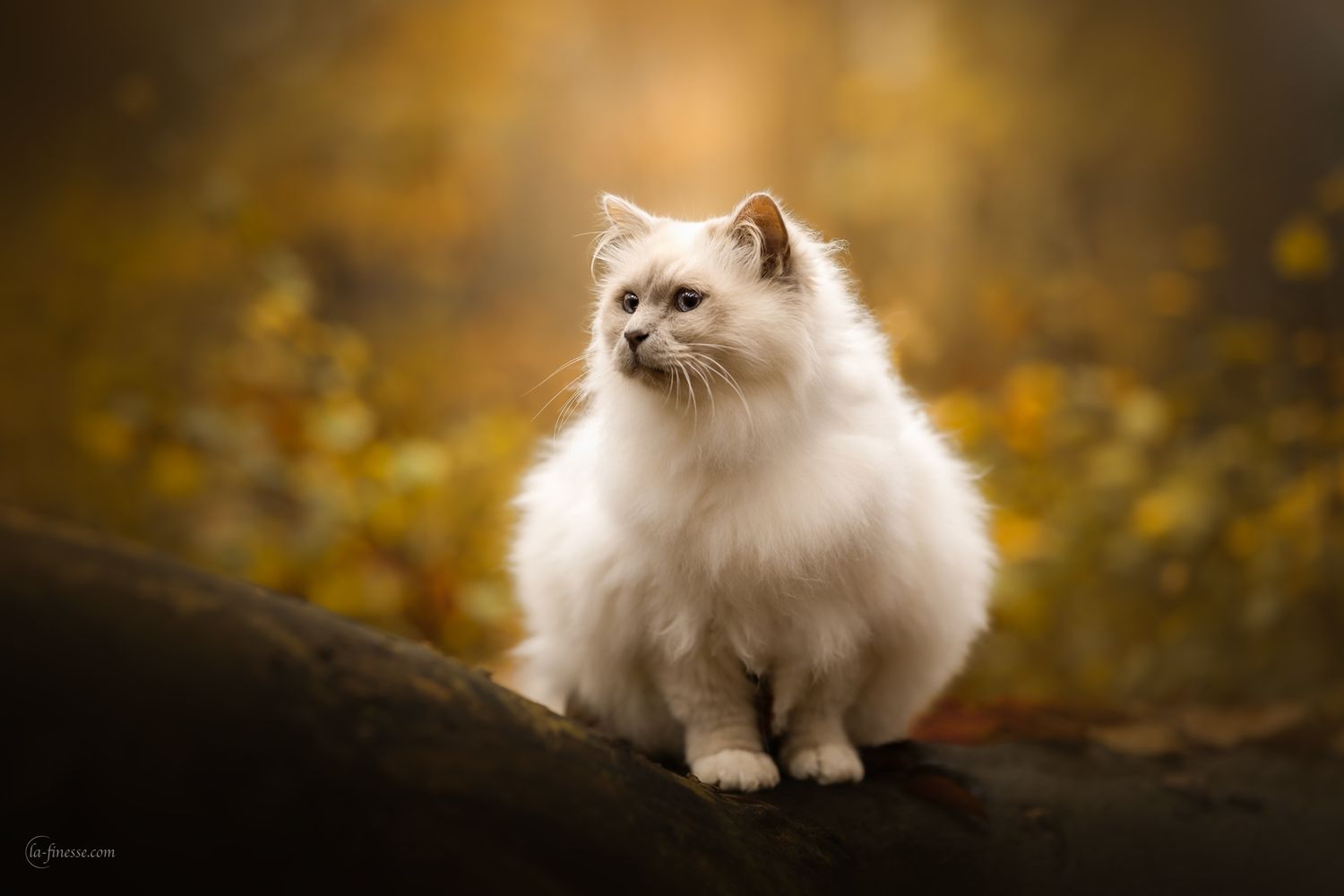ragdol in de herfst