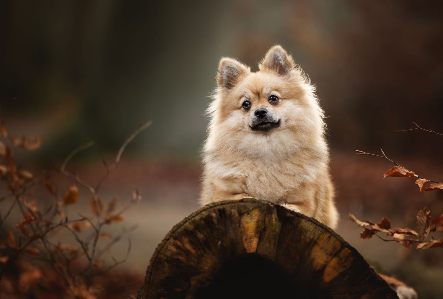 keeshond portet