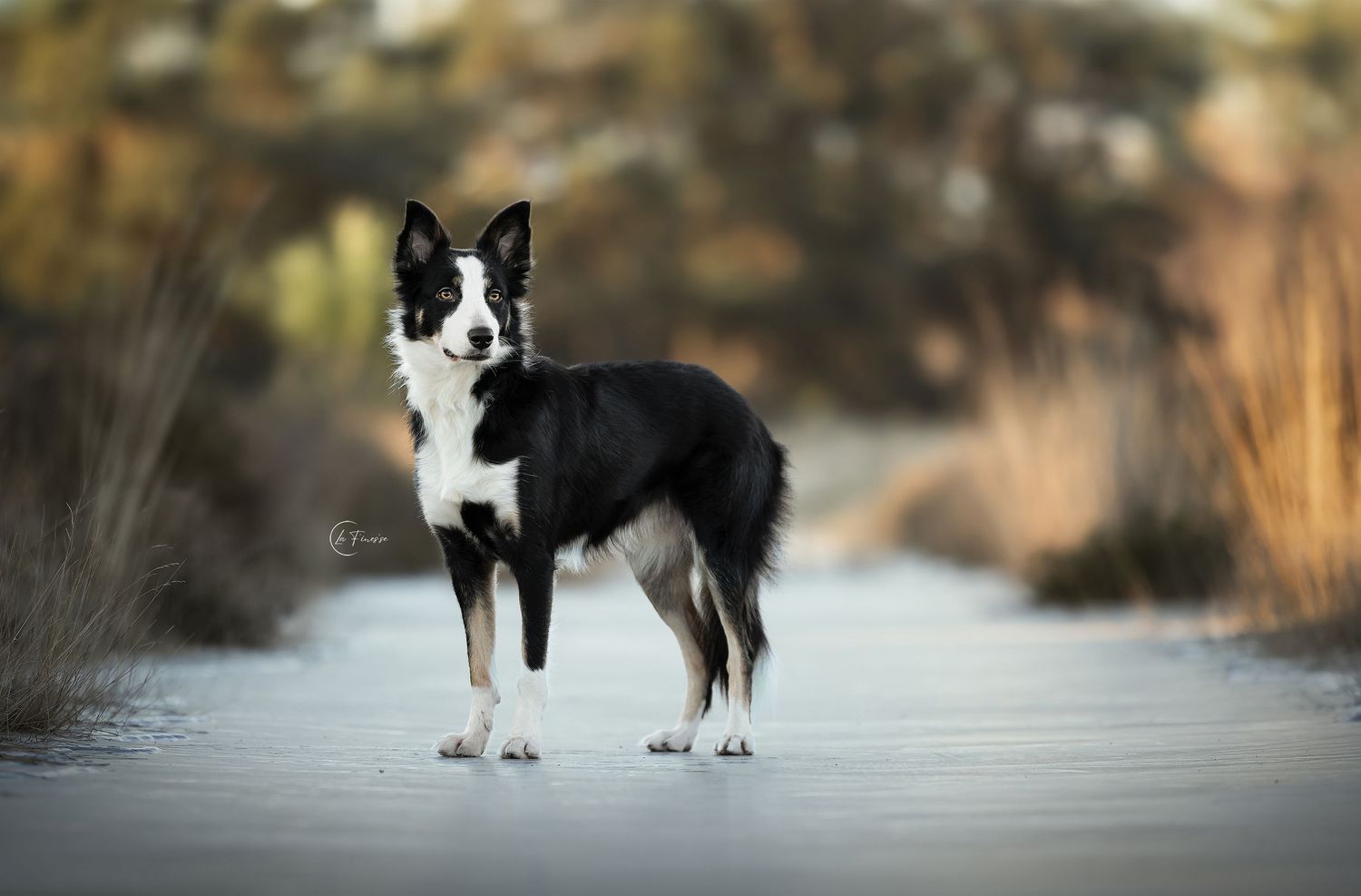 hond op ijs