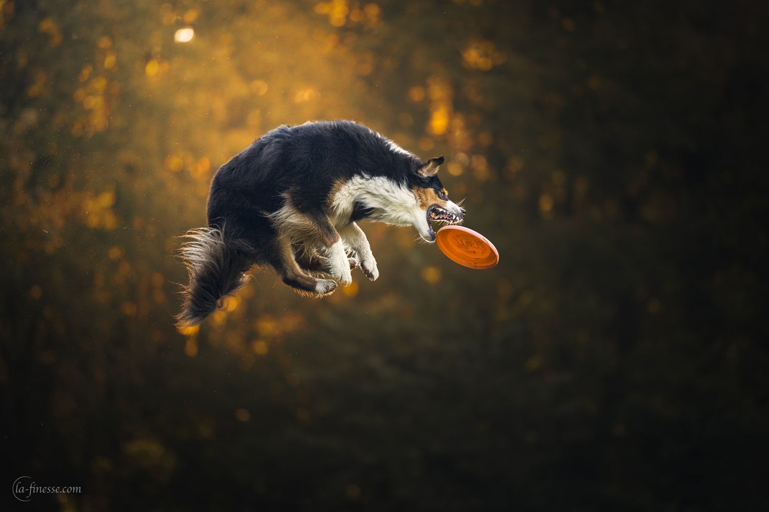 frisbeefotografie