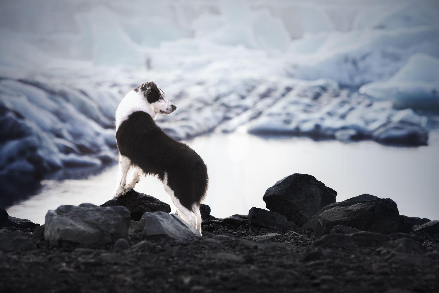 hond in ijsland