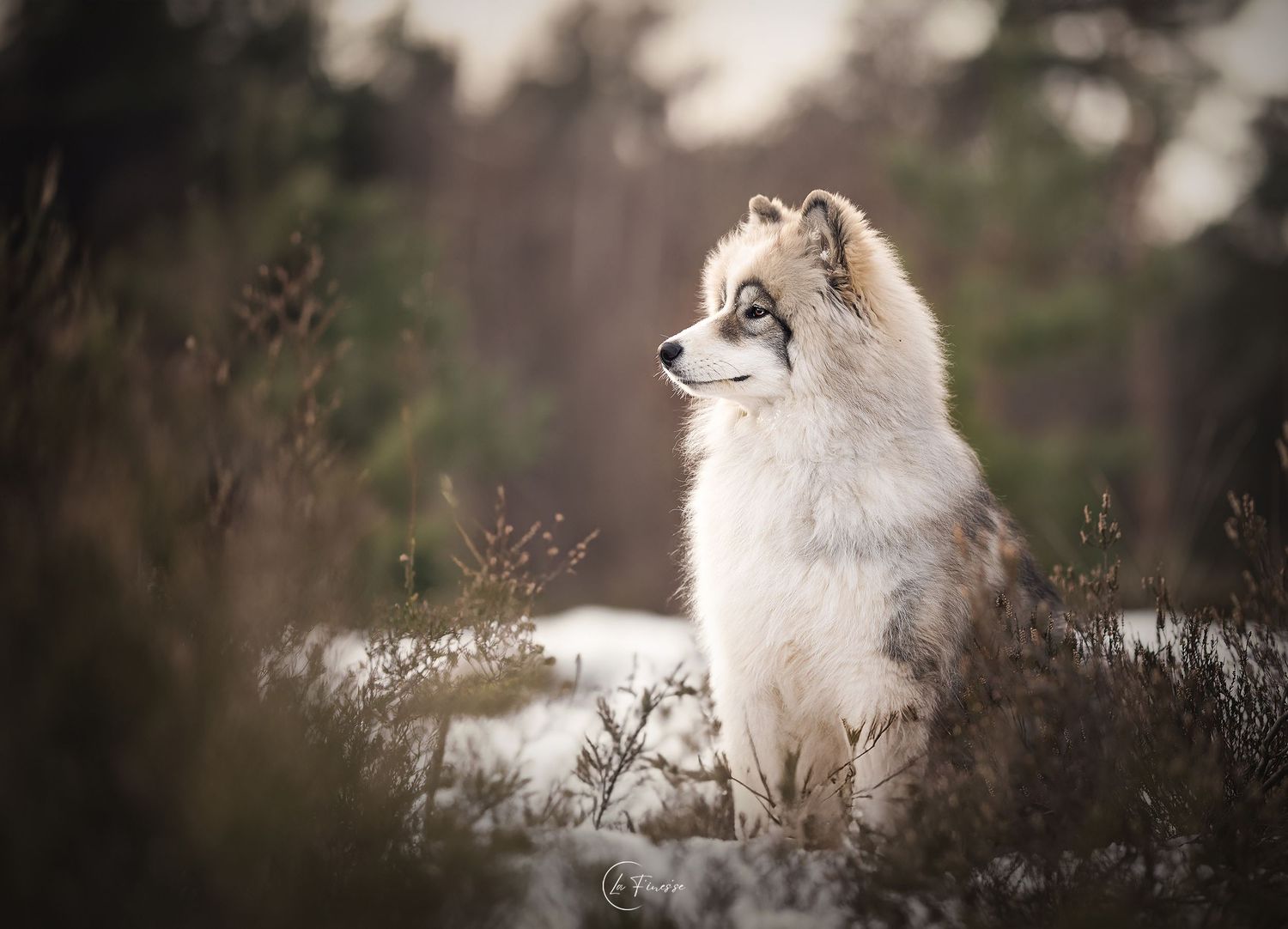 husky x samojeed foto