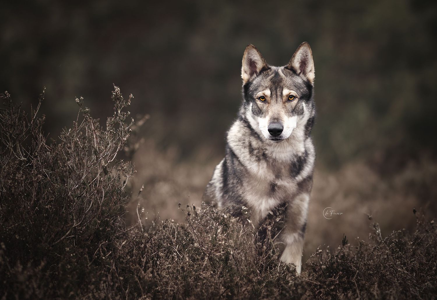 Saarloos in de heide