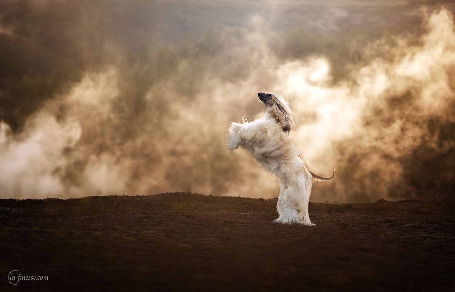 windhond