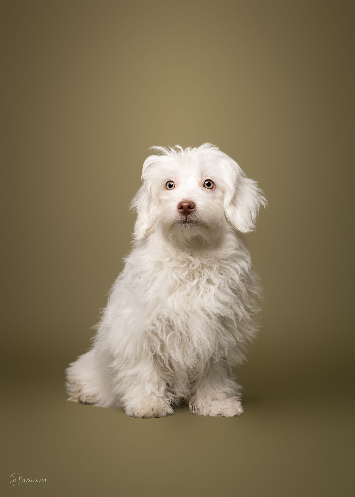 dierenasiel