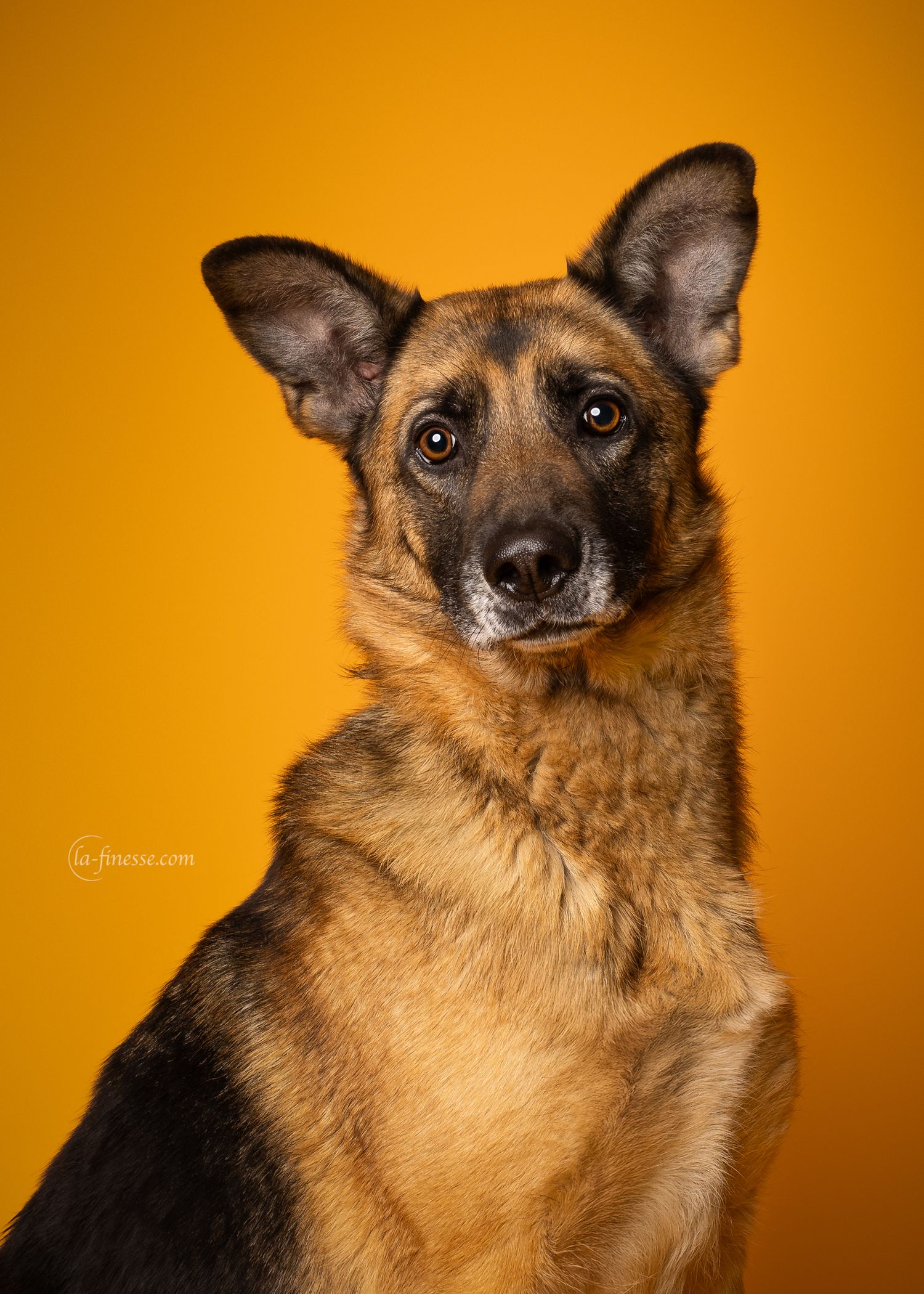 hondenfoto
