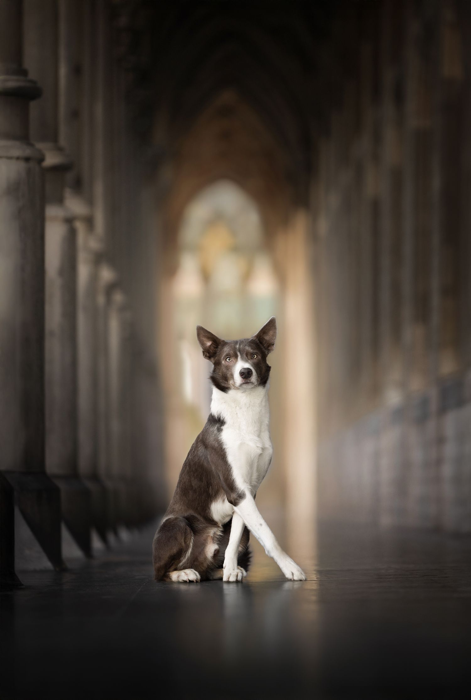 honden stads foto