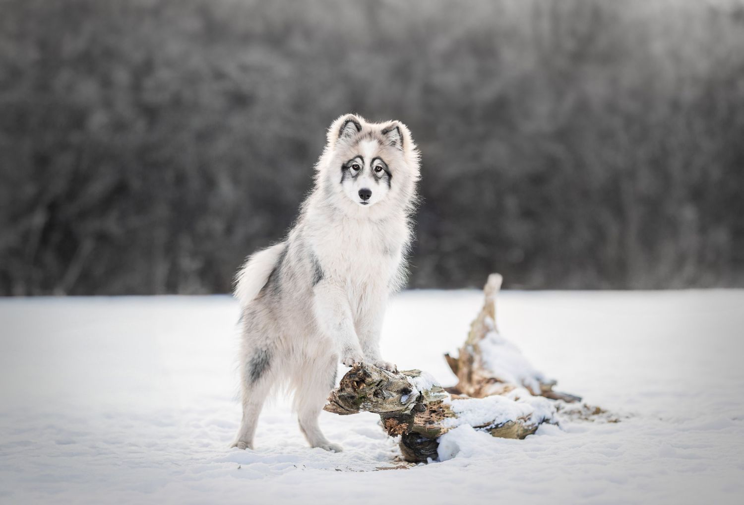 hond in sneeuw foto
