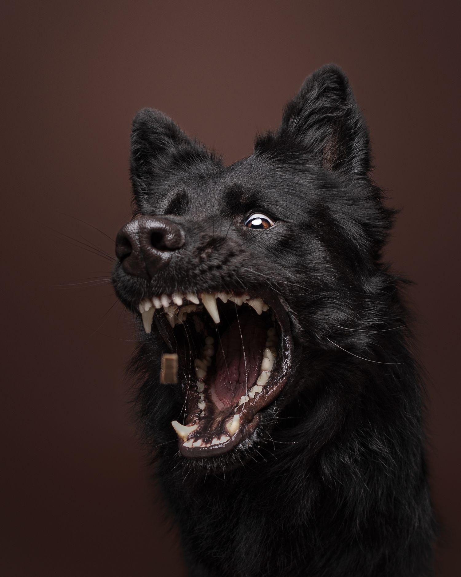 catch the treat pic