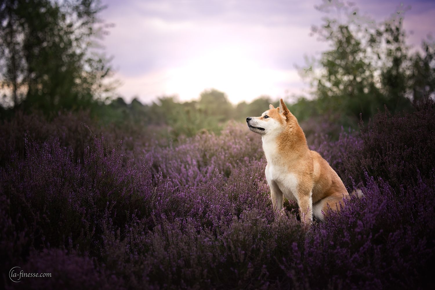 heide