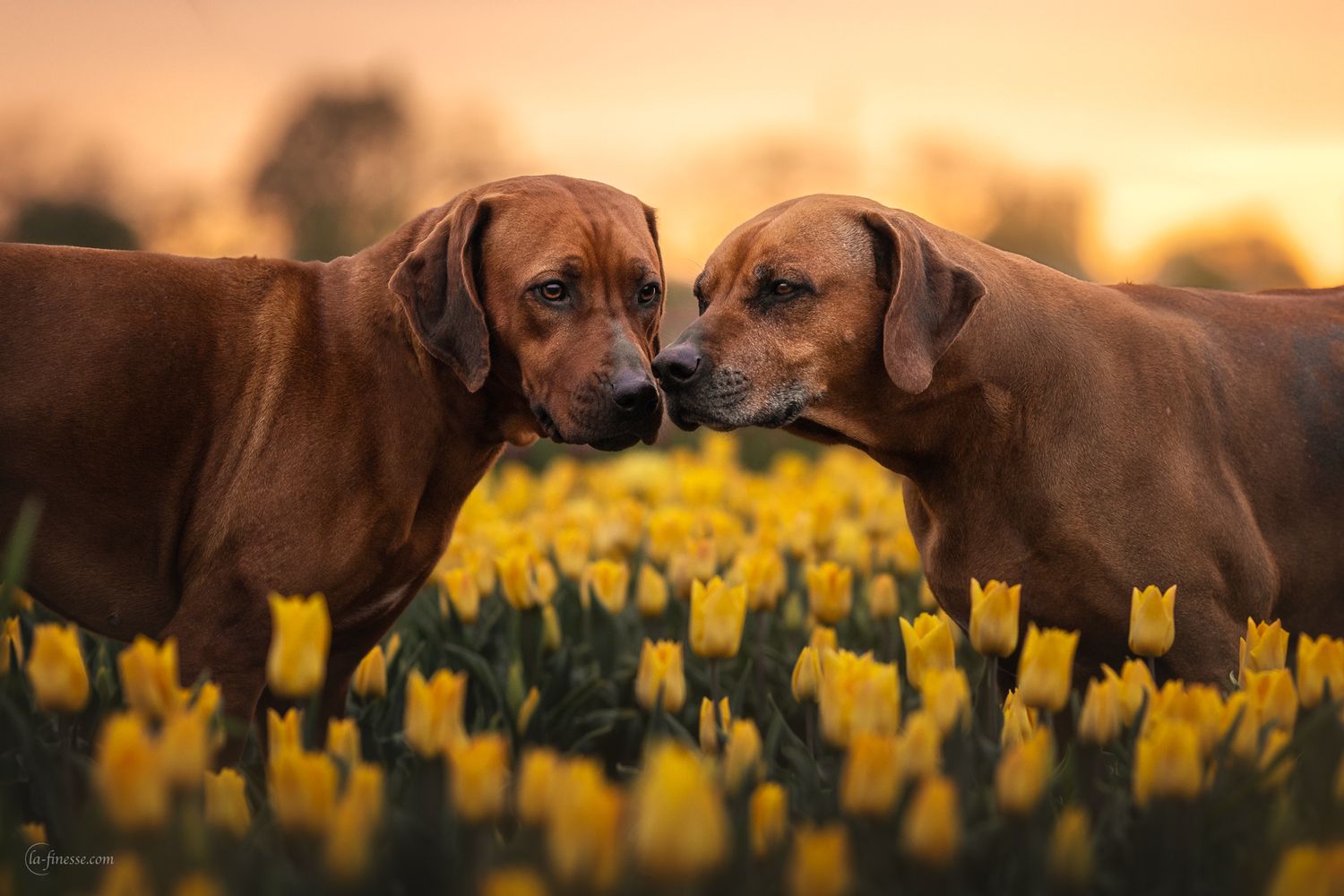 ridgeback