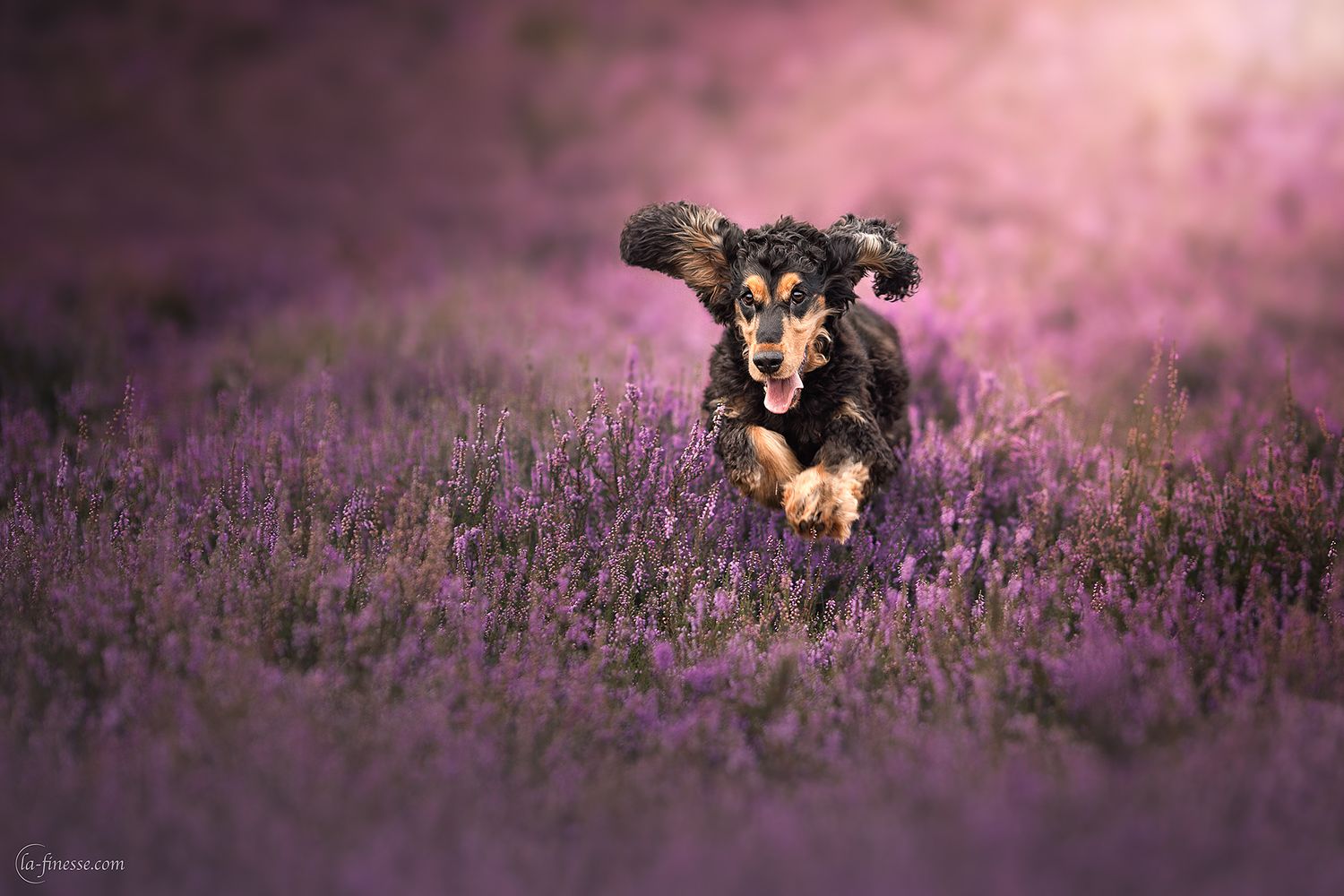 hond in actie