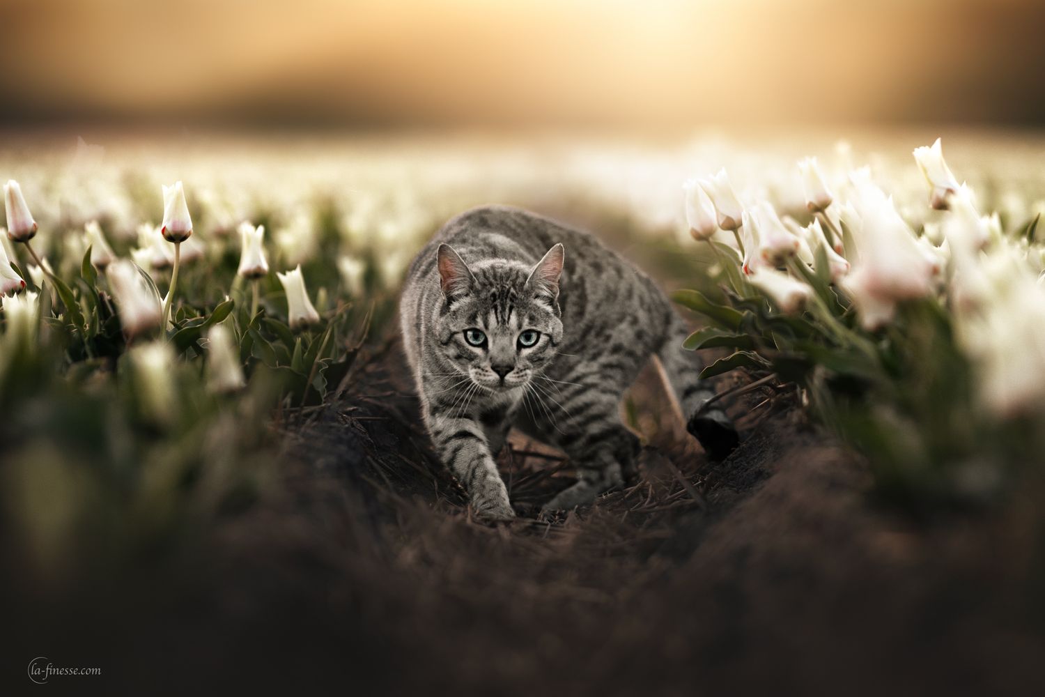 poes tussen de tulpen