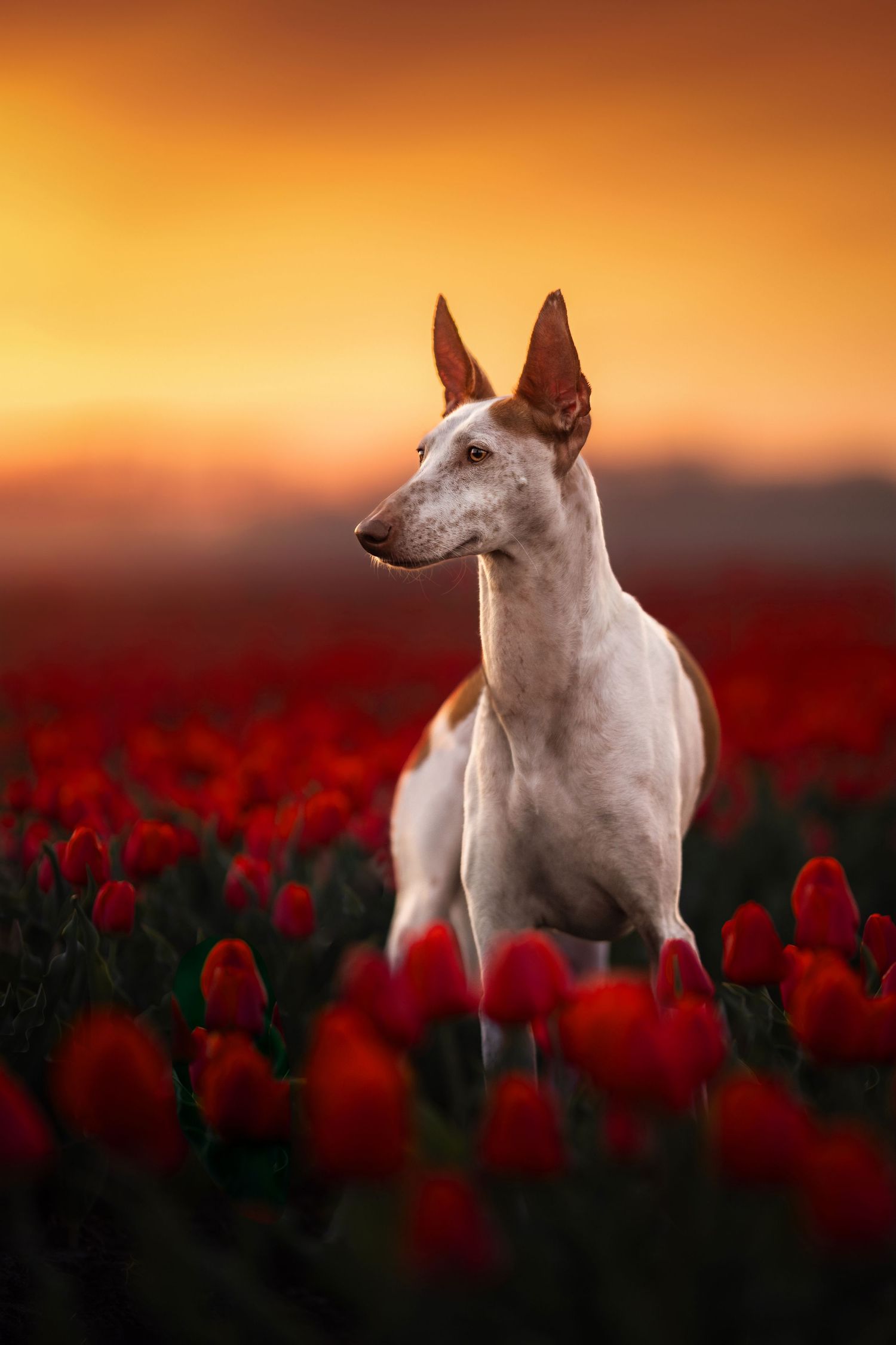 podenco foto