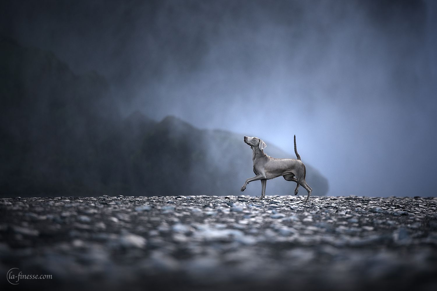 weimaraner