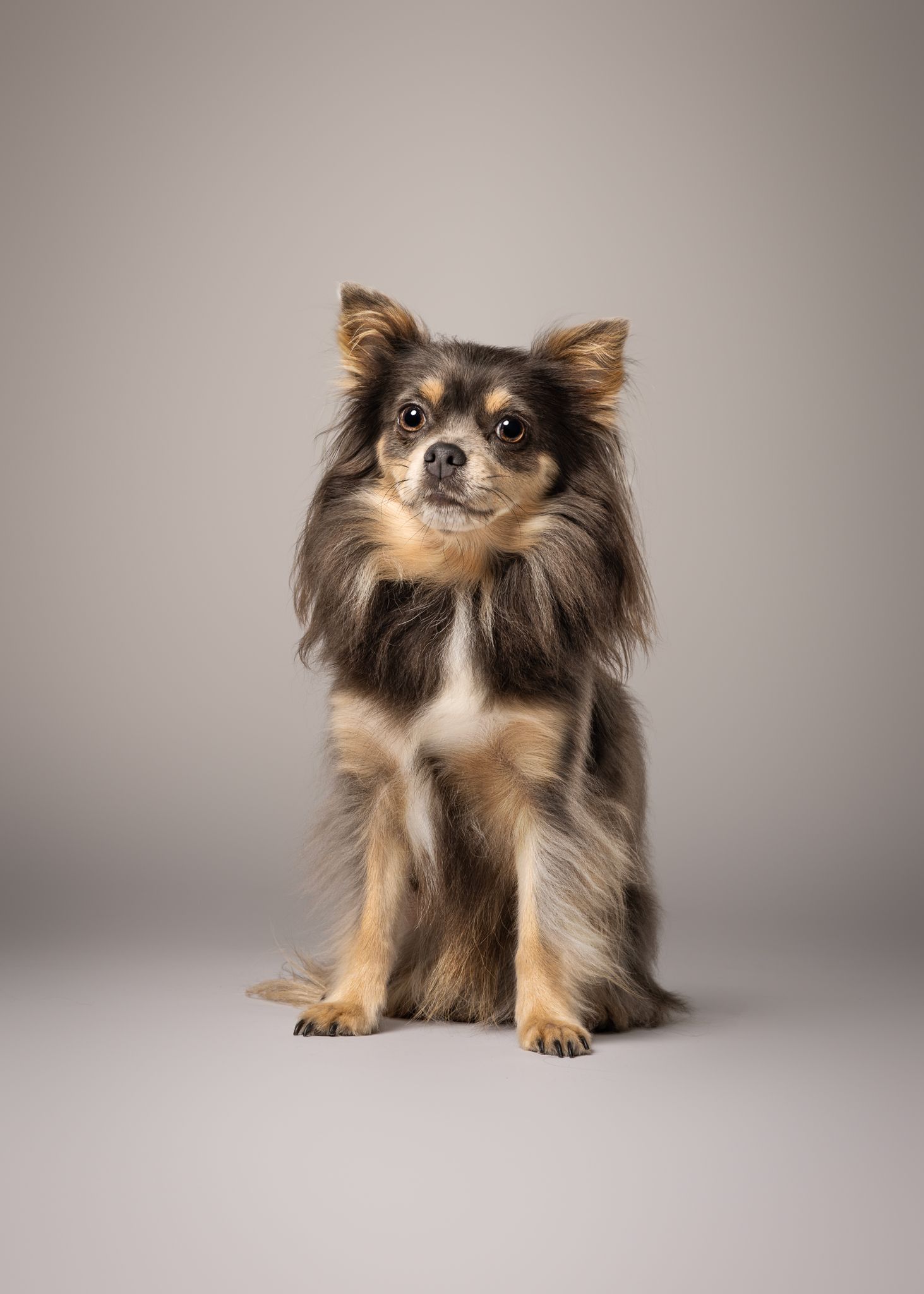 klein hondje in studio