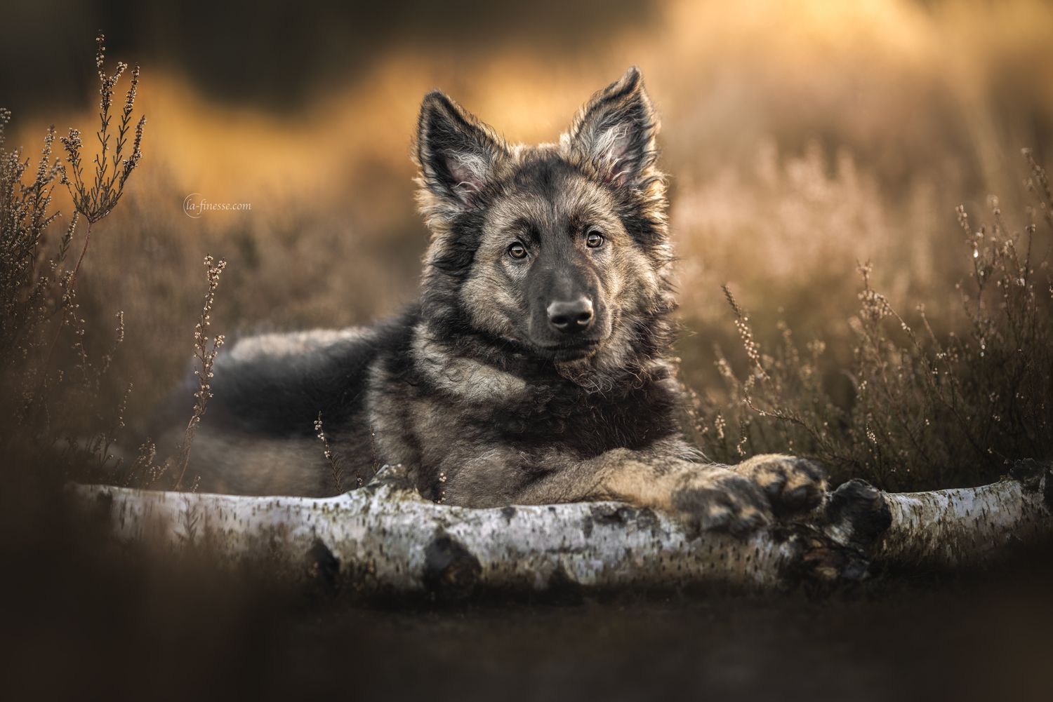 puppy oud Duitse herder foto