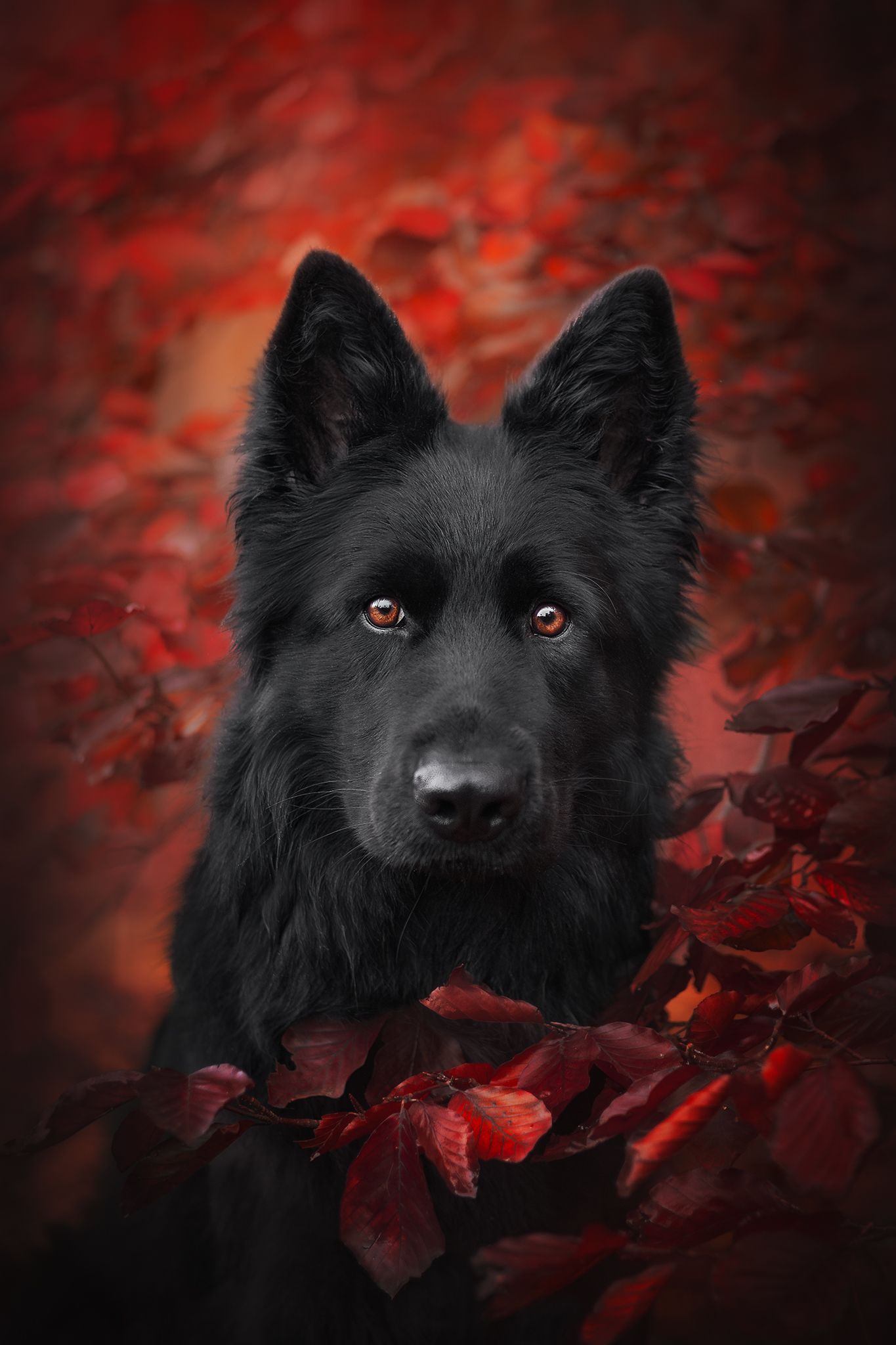 Duitse herder portret