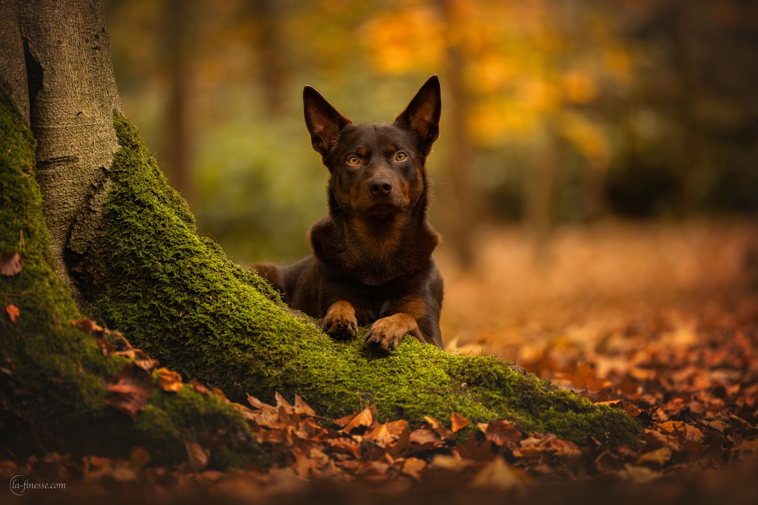herfst portret