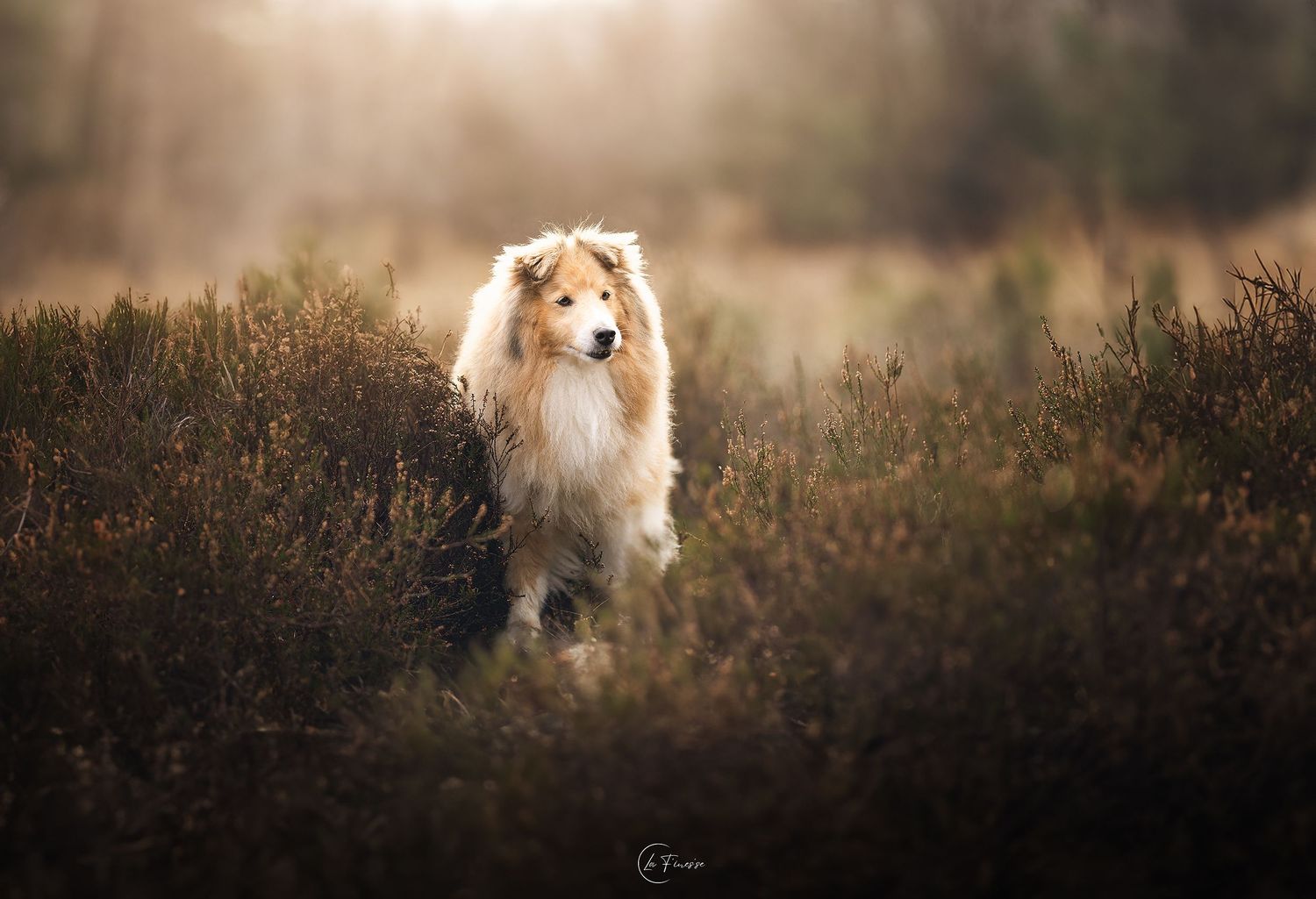 sheltie portret in de natuur