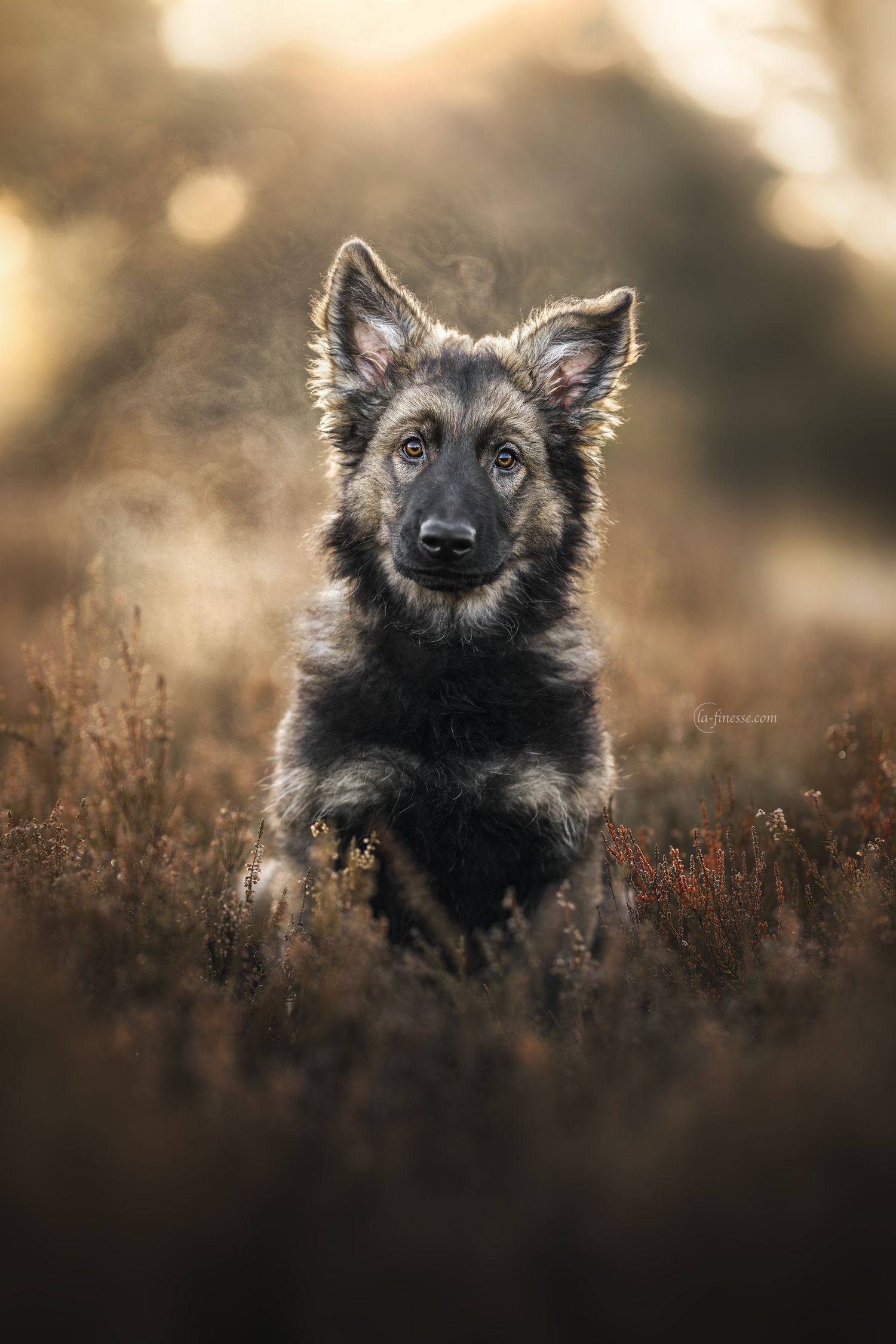 puppy Duitse herder foto